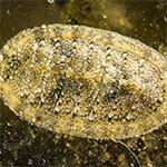 Chiton 11